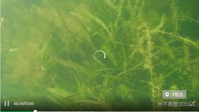 項目展示｜江南大學（江陰校區）水環境生態治理工程項目視頻